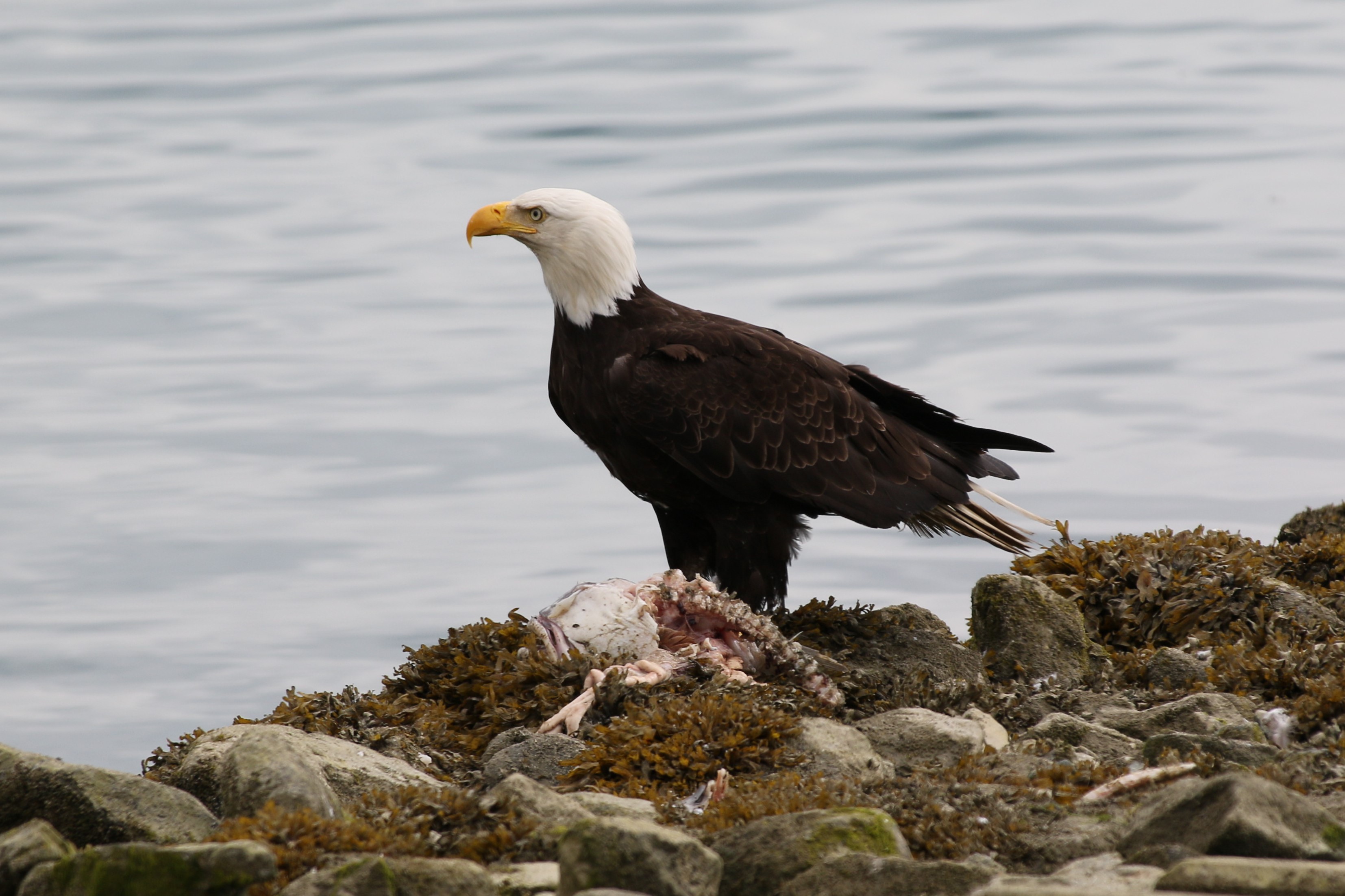 Alaska